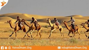 Camel Race Photos