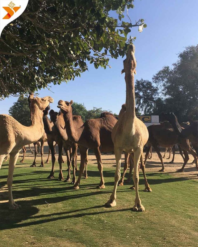 National Camel Research Centre Bikaner