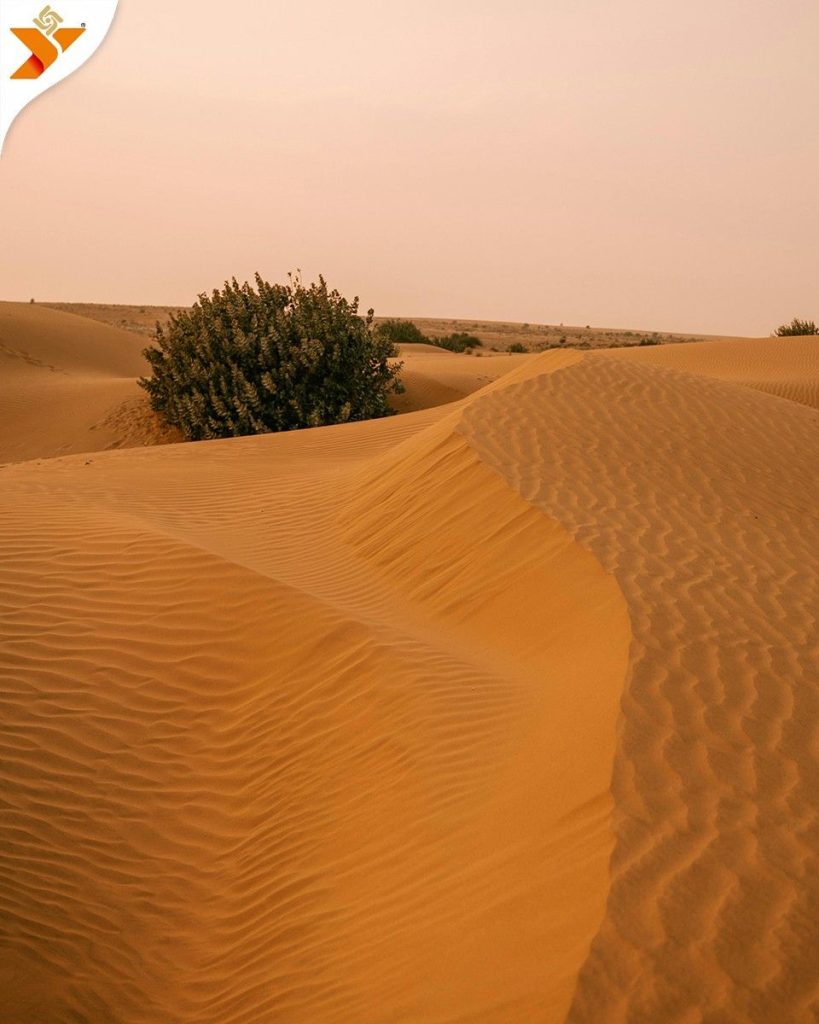 Thar desert Bikaner