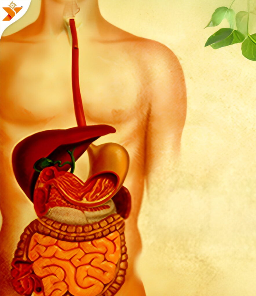 Virechana (Purgation Therapy)