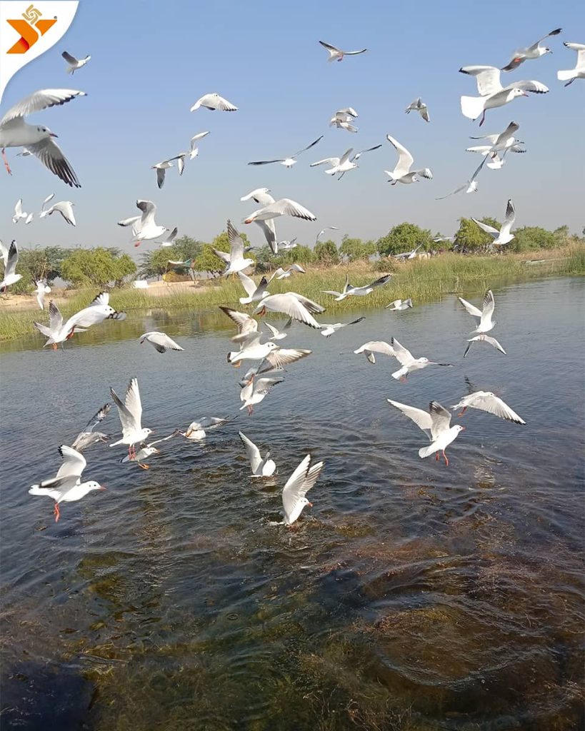 Nalsarovar Bird Sanctuary